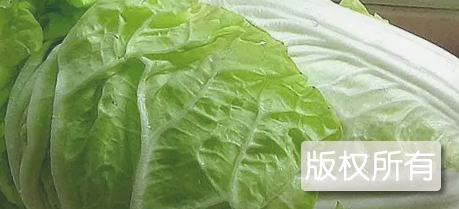 梭磨白菜