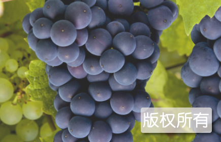 澧县葡萄