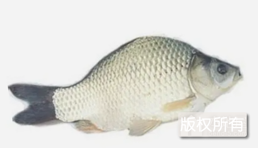 方正银鲫