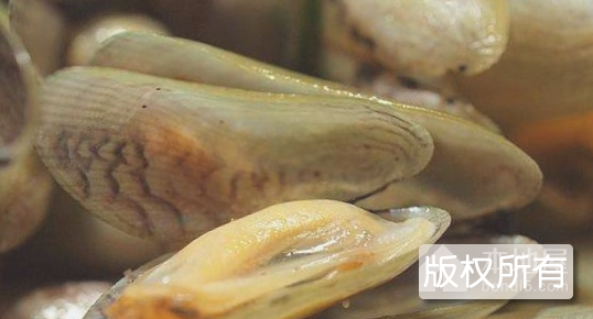 海瓜子