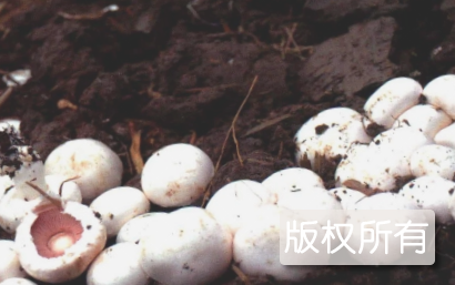 夏邑双孢菇