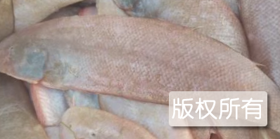 大家洼鳎米鱼