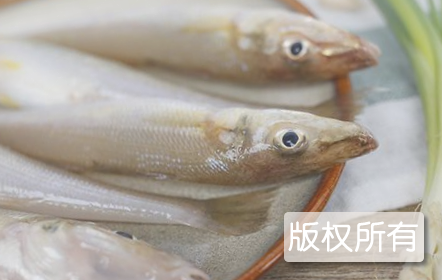 沙箭鱼