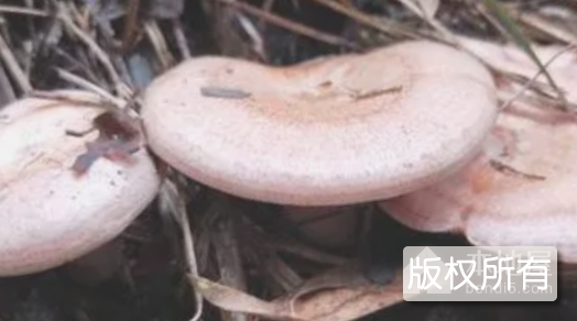 枞菌