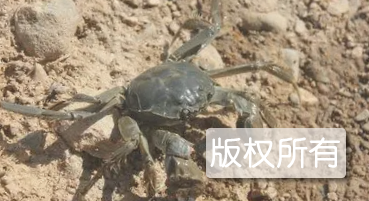 洮湖绒蟹