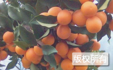 荔浦夏橙