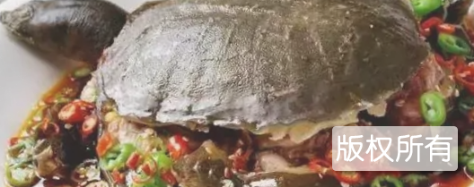 红烧龟肉