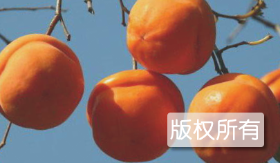 盖柿