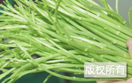 泥蒿
