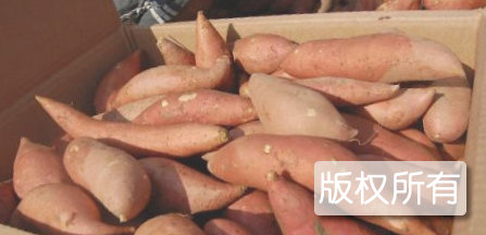 黄石红苕