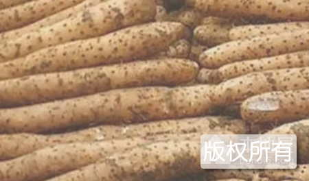 前岭山药