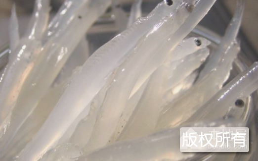 歙县银鱼