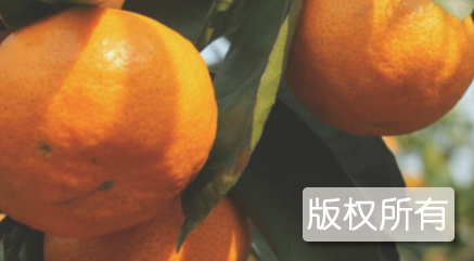麻阳柑橘