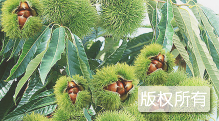 神农架野板栗