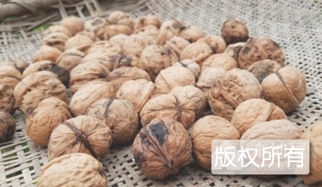 康县核桃