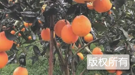 达县脐橙
