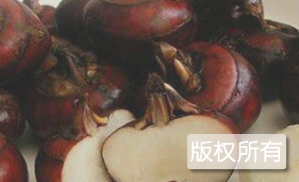 荔浦马蹄
