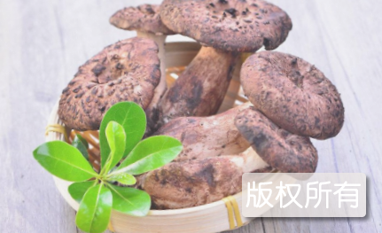 高山虎掌菌