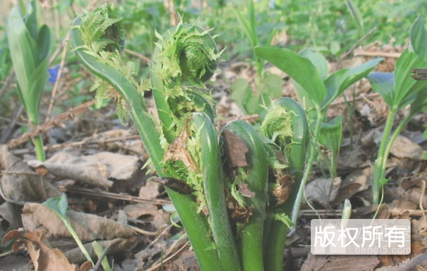 广东菜