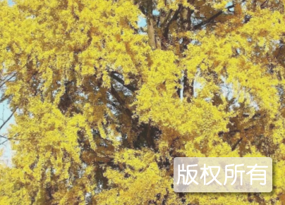文登银杏