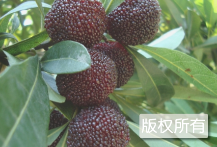 舟山晚稻杨梅