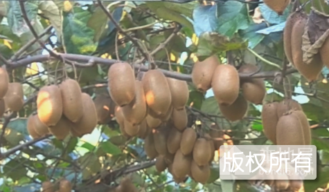 雾渡河猕猴桃