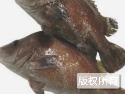 包公鱼