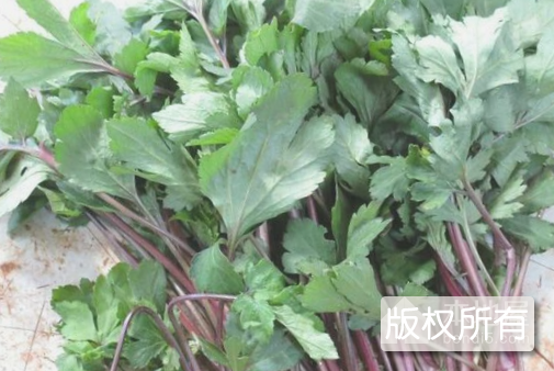 珍珠菜