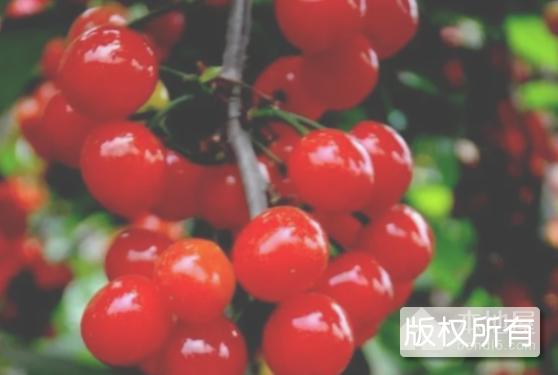 水泉火樱桃