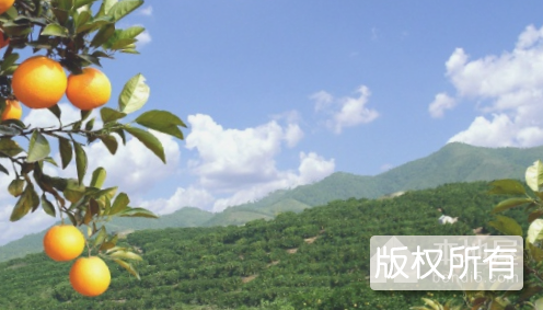 永州脐橙