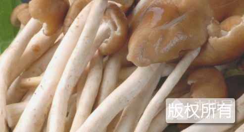 椒盐茶树菇