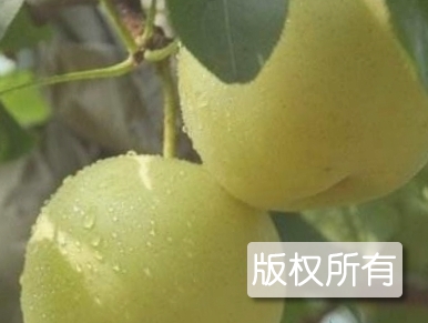 黑山锦丰梨
