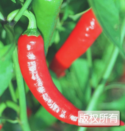 永城辣椒