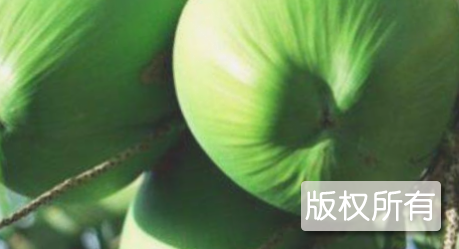 文昌椰子