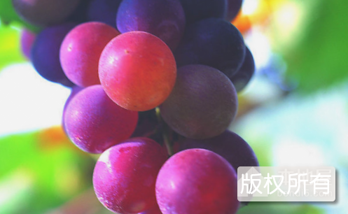 麻阳刺葡萄