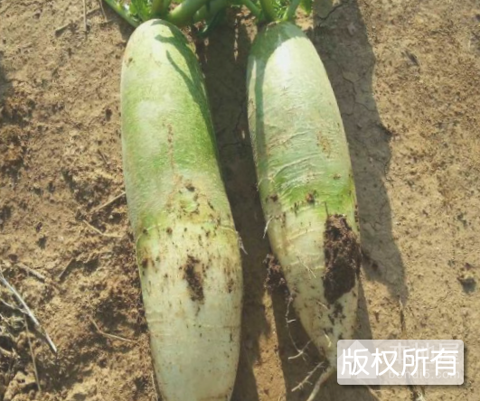 再兴圩萝卜