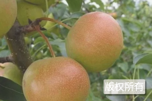 南星梨