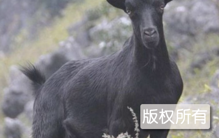 修武黑山羊