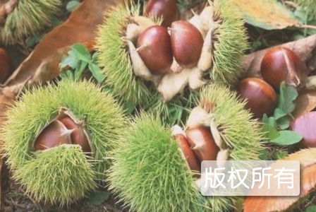 怀柔板栗