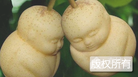 田乐人参果