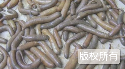钦州泥丁