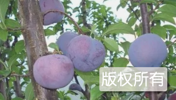九龙李