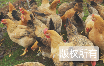 漯河麻鸡