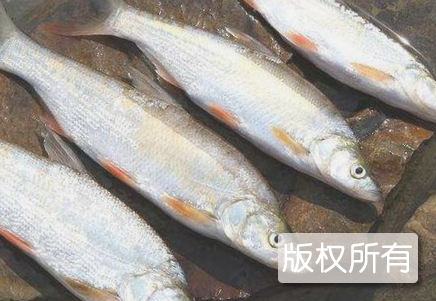 “陆野”牌红尾鱼干