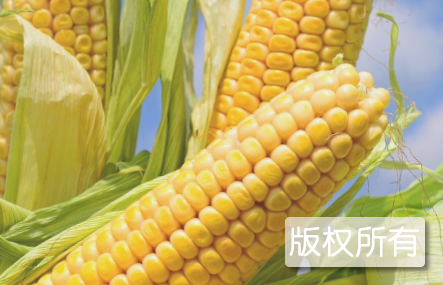 高寒玉米