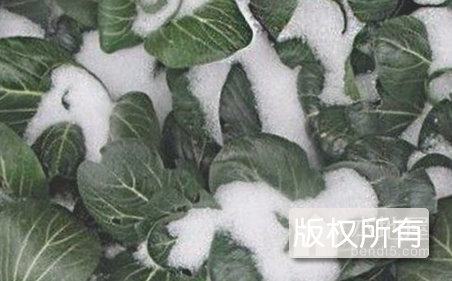 如皋黑塌菜
