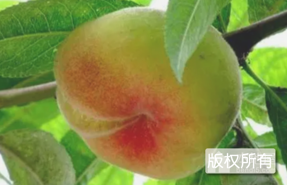 高邑桃子