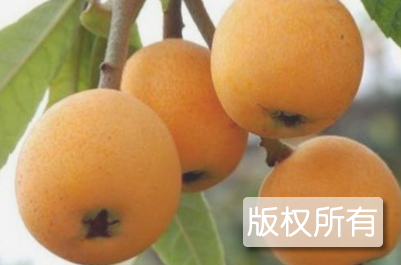 枇杷