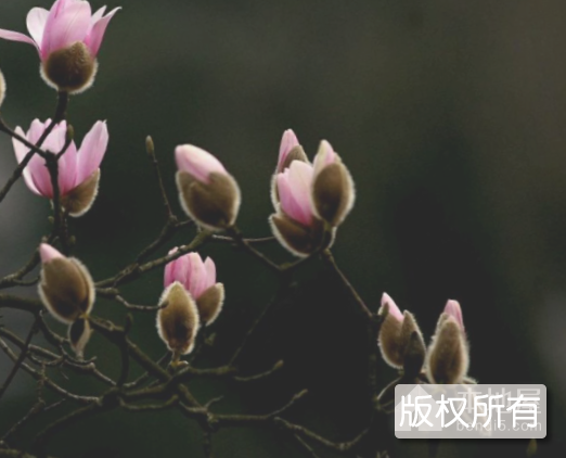 鲁山辛夷花