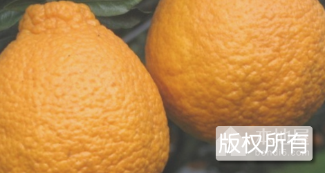 晚熟桔橙清见